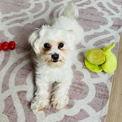 Milo the dog