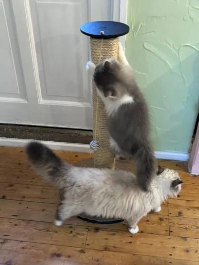 Cafe cats