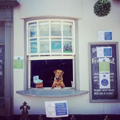 Dog at the serving window