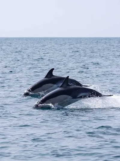 Dolphins swimming near the boat on a Devon Sea Safari trip